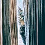 animal, cat, closeup, cozy, curious, curtain, feline, green_eye, home, indoor, light, mystery, peeking, pet, quiet, shadow, striped_curtain, watchful, whiskers, window