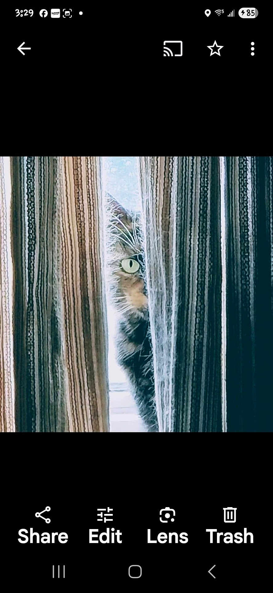 C.c. is registered to the contest to win money with this photo: animal, cat, closeup, cozy, curious, curtain, feline, green_eye, home, indoor, light, mystery, peeking, pet, quiet, shadow, striped_curtain, watchful, whiskers, window