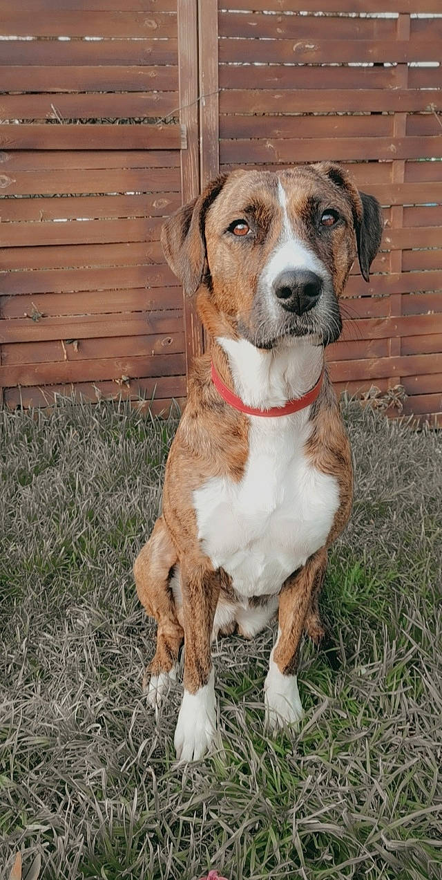 Elfy participe au concours pour gagner de l'argent avec cette photo : canidae, carnivore, collar, companion_dog, dog, dog_breed, dog_collar, dog_supply, fawn, grass, home_fencing, hound, leash, liver, pet_supply, scent_hound, snout, tail, wood, working_animal