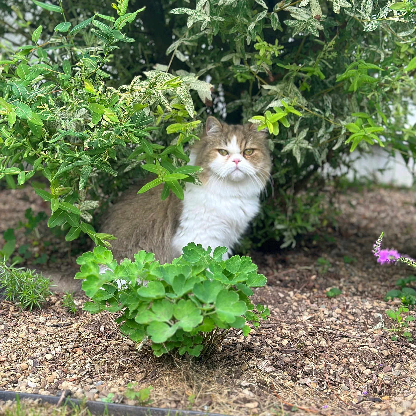 Oliver joined the competition — help win amazing prizes! animal, bush, cat, cute, fluffy, fur, garden, grass, greenery, ground, leaf, nature, outdoor, pet, plants, serious, shrub, sitting, soil, whiskers