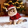 Oliver joined the competition — help win amazing prizes! cat, santa_hat, christmas_tree, holiday, festive, red_clothing, fluffy, indoor, decorations, white_rug, cute, pet, feline, christmas, seasonal, celebration, cozy, warm_lighting, animal, portrait