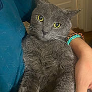 Oliver is registered to the contest to win money with this photo: cat, gray_cat, yellow_eyes, pet, animal, indoor, human_arm, bracelet, furry, closeup, comfort, holding, domestic_animal, cute, relaxed, portrait, fur, whiskers, face, person