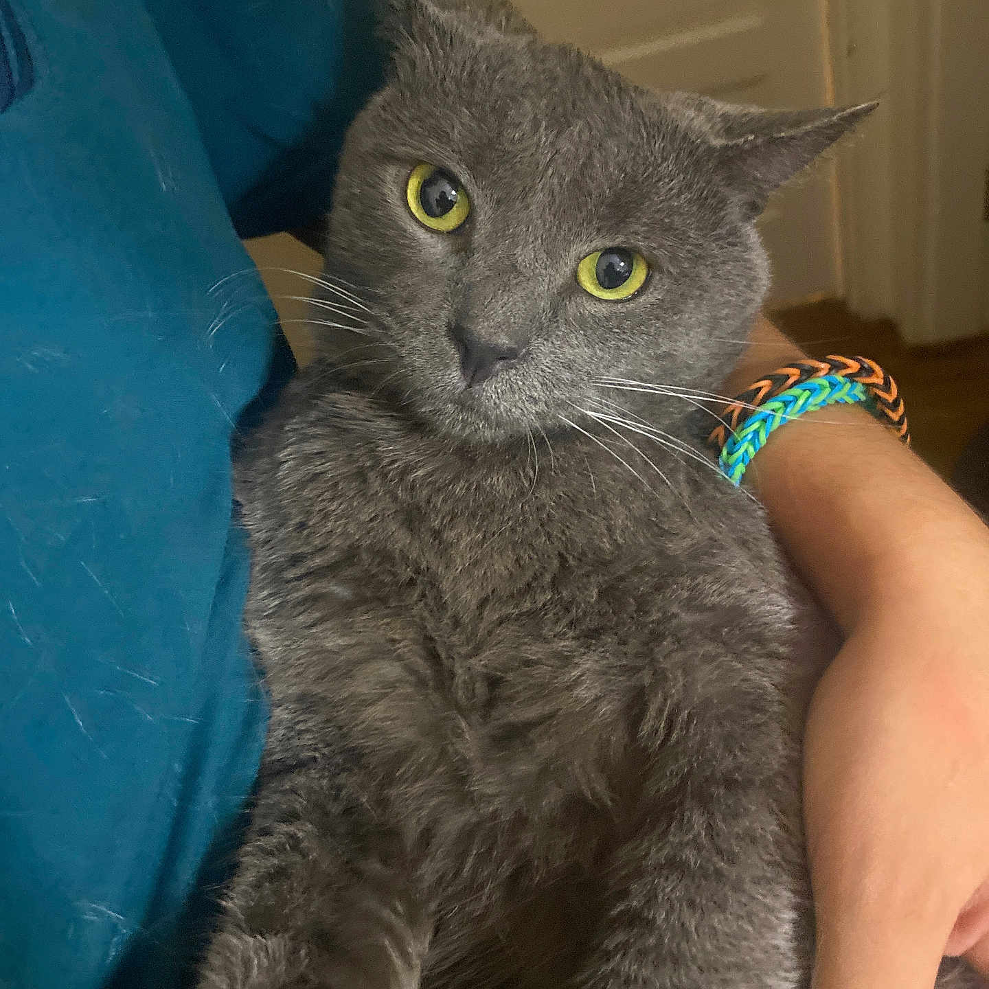 Oliver is registered to the contest to win money with this photo: animal, bracelet, cat, closeup, comfort, cute, domestic_animal, face, fur, furry, gray_cat, holding, human_arm, indoor, person, pet, portrait, relaxed, whiskers, yellow_eyes