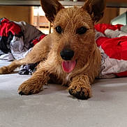 Snouppy a rejoint le concours — aidez-le/la à gagner de superbes lots ! animal, bed, blanket, canine, cozy, cute, dog, ears, fur, fur_texture, home, indoor, lying_down, muzzle, nose, paw, pet, resting, tongue_out, wood