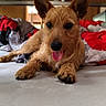 animal, bed, blanket, canine, cozy, cute, dog, ears, fur, fur_texture, home, indoor, lying_down, muzzle, nose, paw, pet, resting, tongue_out, wood