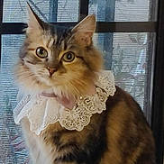 Kiki joined the competition — help win amazing prizes! cat, fluffy, lace_collar, bow_tie, indoor, window, pet, feline, portrait, domestic_animal, tabby, fur, ears, whiskers, eyes, sitting, cute, costume, decor, fancy