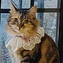cat, fluffy, lace_collar, bow_tie, indoor, window, pet, feline, portrait, domestic_animal, tabby, fur, ears, whiskers, eyes, sitting, cute, costume, decor, fancy