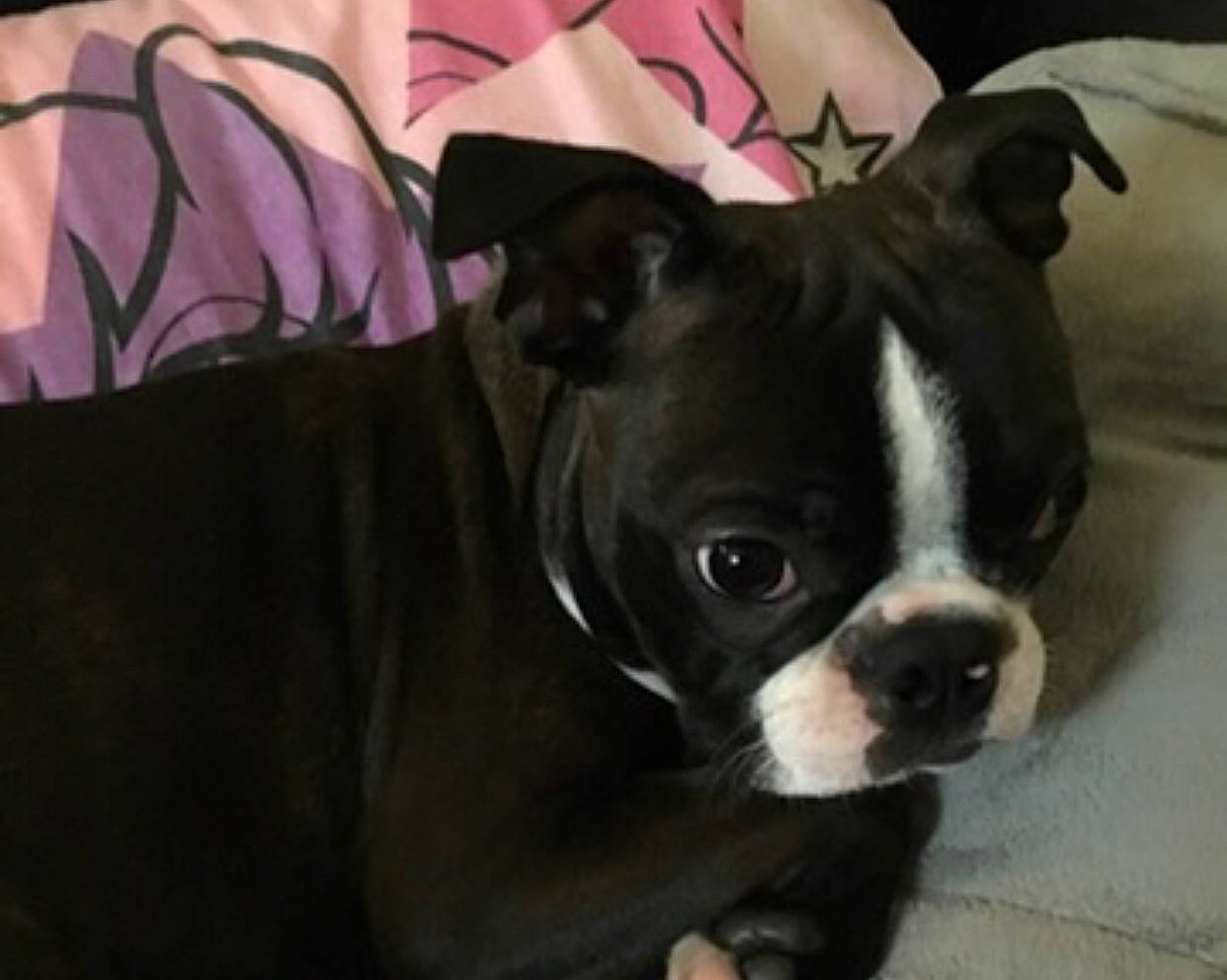 Horton joined the competition — help win amazing prizes! boston_terrier, bulldog, canidae, carnivore, companion_dog, dog, dog_breed, fawn, french_bulldog, mammal, molosser, non_sporting_group, olde_english_bulldogge, puppy, snout, toy_bulldog, toy_dog, valley_bulldog, vertebrate, whiskers