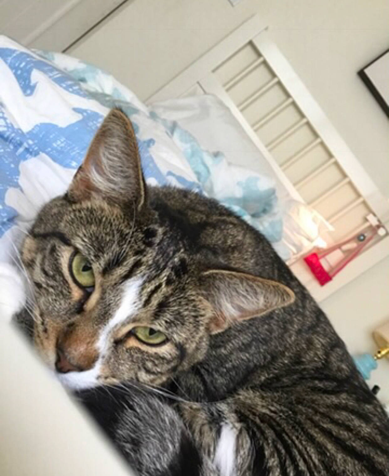 Minkle joined the competition — help win amazing prizes! aegean_cat, american_shorthair, american_wirehair, asian, california_spangled, carnivore, cat, domestic_short_haired_cat, dragon_li, european_shorthair, felidae, fur, kitten, mammal, pixie_bob, small_to_medium_sized_cats, tabby_cat, toyger, whiskers