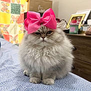 Snowy joined the competition — help win amazing prizes! cat, persian_cat, pink_bow, bow, fluffy, pet, bed, bedding, quilt, patterned_bed, portrait, indoor, dresser, picture_frame, whiskers, paws, sitting, cute, furniture, soft