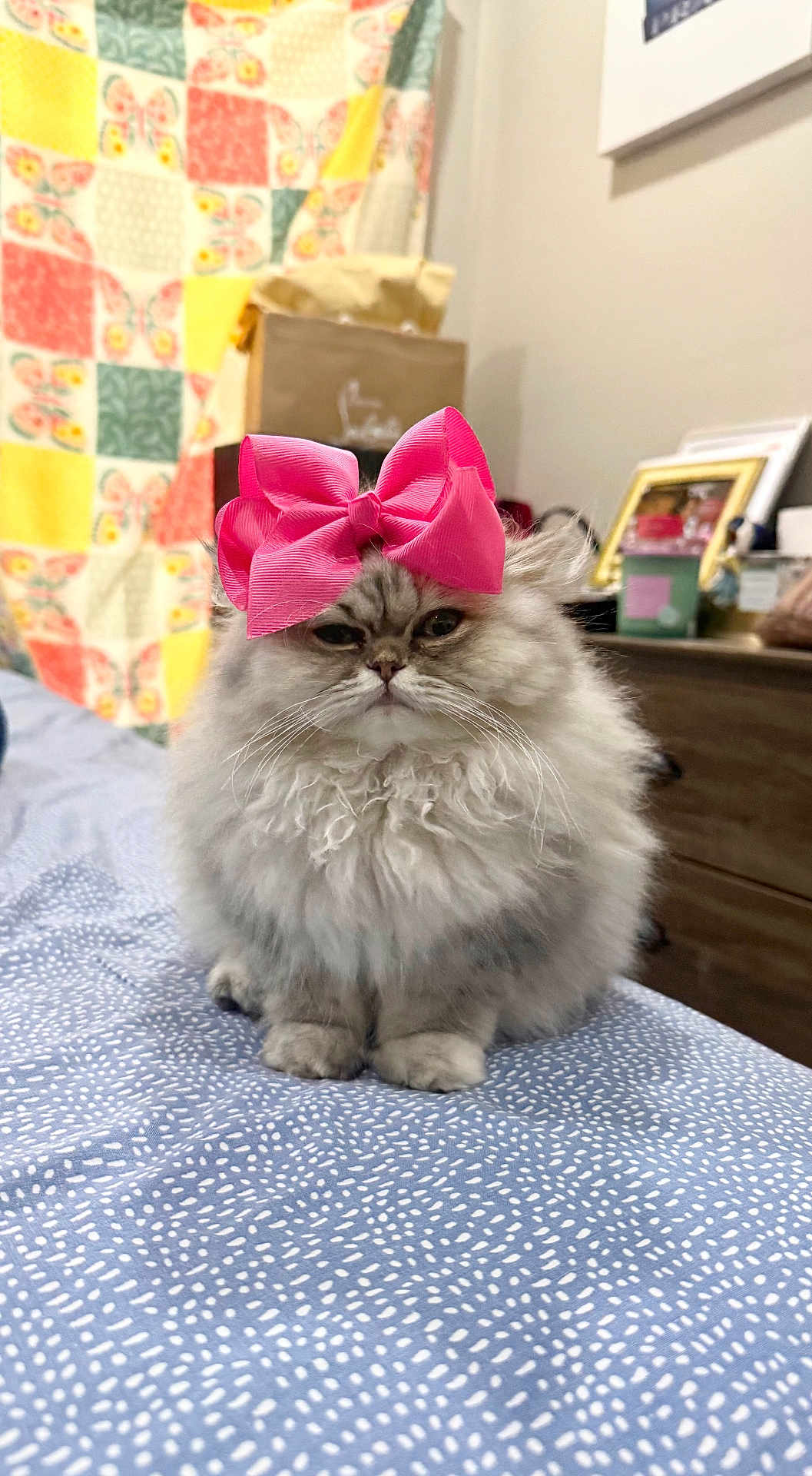 Snowy joined the competition — help win amazing prizes! cat, persian_cat, pink_bow, bow, fluffy, pet, bed, bedding, quilt, patterned_bed, portrait, indoor, dresser, picture_frame, whiskers, paws, sitting, cute, furniture, soft