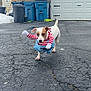 dog, costume, outdoor, driveway, asphalt, trash_bins, garage_door, snow, winter, pet, animal, walking, funny, clothing, small_dog, white_dog, brown_spot, leash, daytime, residential