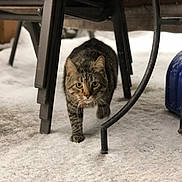 Gordo joined the competition — help win amazing prizes! cat, tabby, snow, outdoor, animal, pet, feline, chair, metal, shovel, winter, cold, walk, paw, fur, stripes, background, nature, ground, daylight