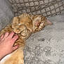belly_rub, blanket, cat, close_up, couch, cozy, domestic_animal, fur, ginger_cat, hand, human_hand, indoor, nap, paws, pet, petting, relaxed, sleeping, textured_blanket, whiskers