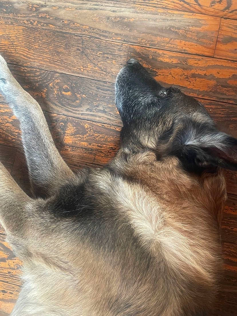 Falco participe au concours pour gagner de l'argent avec cette photo : carnivore, claw, comfort, companion_dog, dog, dog_breed, fawn, felidae, flooring, foot, fur, guard_dog, hardwood, human_leg, paw, tail, toe, whiskers, wood, working_animal