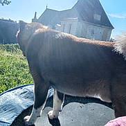 Hadès a rejoint le concours — aidez-le/la à gagner de superbes lots ! animal, backlight, blue_sky, building, daytime, dog, field, fur, grass, house, nature, outdoor, pet, reflection, roof, shadow, sky, sunlight, trampoline, tree