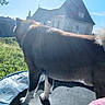 animal, backlight, blue_sky, building, daytime, dog, field, fur, grass, house, nature, outdoor, pet, reflection, roof, shadow, sky, sunlight, trampoline, tree