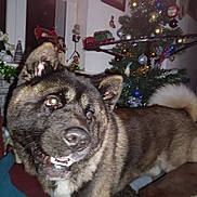 Hadès a rejoint le concours — aidez-le/la à gagner de superbes lots ! dog, canine, brindle_coat, pet, indoor, living_room, christmas_tree, holiday_decor, ornaments, furniture, table, window, curious, fluffy_tail, ears, mouth, fur, holiday, festive, cozy