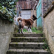 Hadès participe au concours pour gagner de l'argent avec cette photo : dog, stairs, outdoor, stone, moss, gate, door, fence, ivy, plant, wood, rustic, animal, canine, alert, standing, pathway, garden, yard, nature