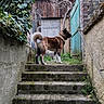 dog, stairs, outdoor, stone, moss, gate, door, fence, ivy, plant, wood, rustic, animal, canine, alert, standing, pathway, garden, yard, nature