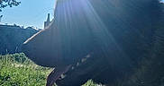 Hadès participe au concours pour gagner de l'argent avec cette photo : animal, backlit, blue, daylight, dog, fence, grass, happy, nature, outdoor, pet, shadow, silhouette, sky, summer, sunflare, sunlight, tongue_out, trampoline, tree