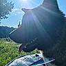 animal, backlit, blue, daylight, dog, fence, grass, happy, nature, outdoor, pet, shadow, silhouette, sky, summer, sunflare, sunlight, tongue_out, trampoline, tree