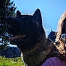 Hadès a rejoint le concours — aidez-le/la à gagner de superbes lots ! animal, canine, collar, daytime, dog, ears, face, glasses, grass, happy, leash, nature, outdoor, person, pet, portrait, sky, sunlight, tongue, tree
