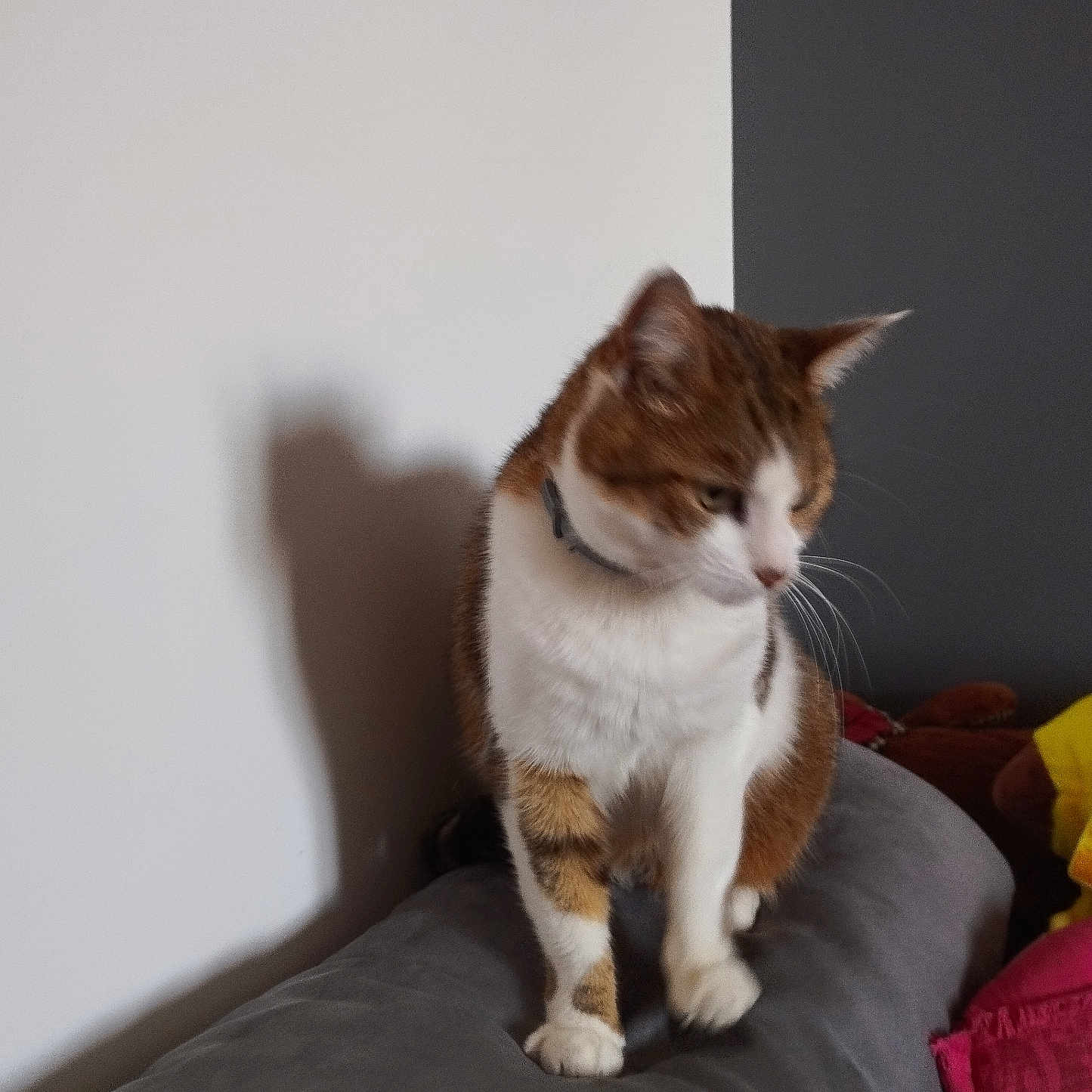 Loulou a rejoint le concours — aidez-le/la à gagner de superbes lots ! animal, blurred, brown, cat, collar, couch, curious, domestic, feline, fur, furniture, gray, indoor, pet, shadow, side_view, soft, walking, wall, white