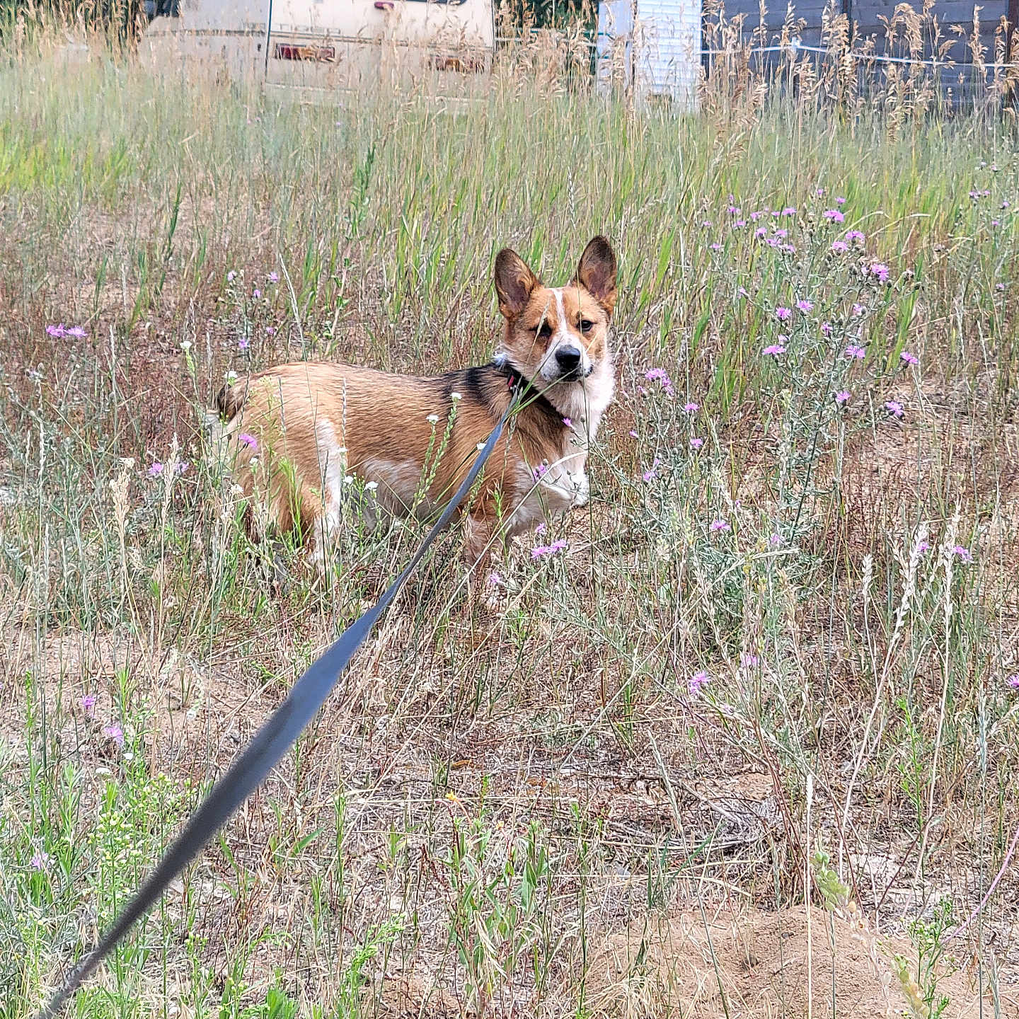 Dexter is registered to the contest to win money with this photo: alert, animal, brown_dog, camper_van, curious, daytime, dog, field, grass, greenery, leash, nature, outdoor, pet, purple_flowers, rural, scenery, shed, summer, wildflowers