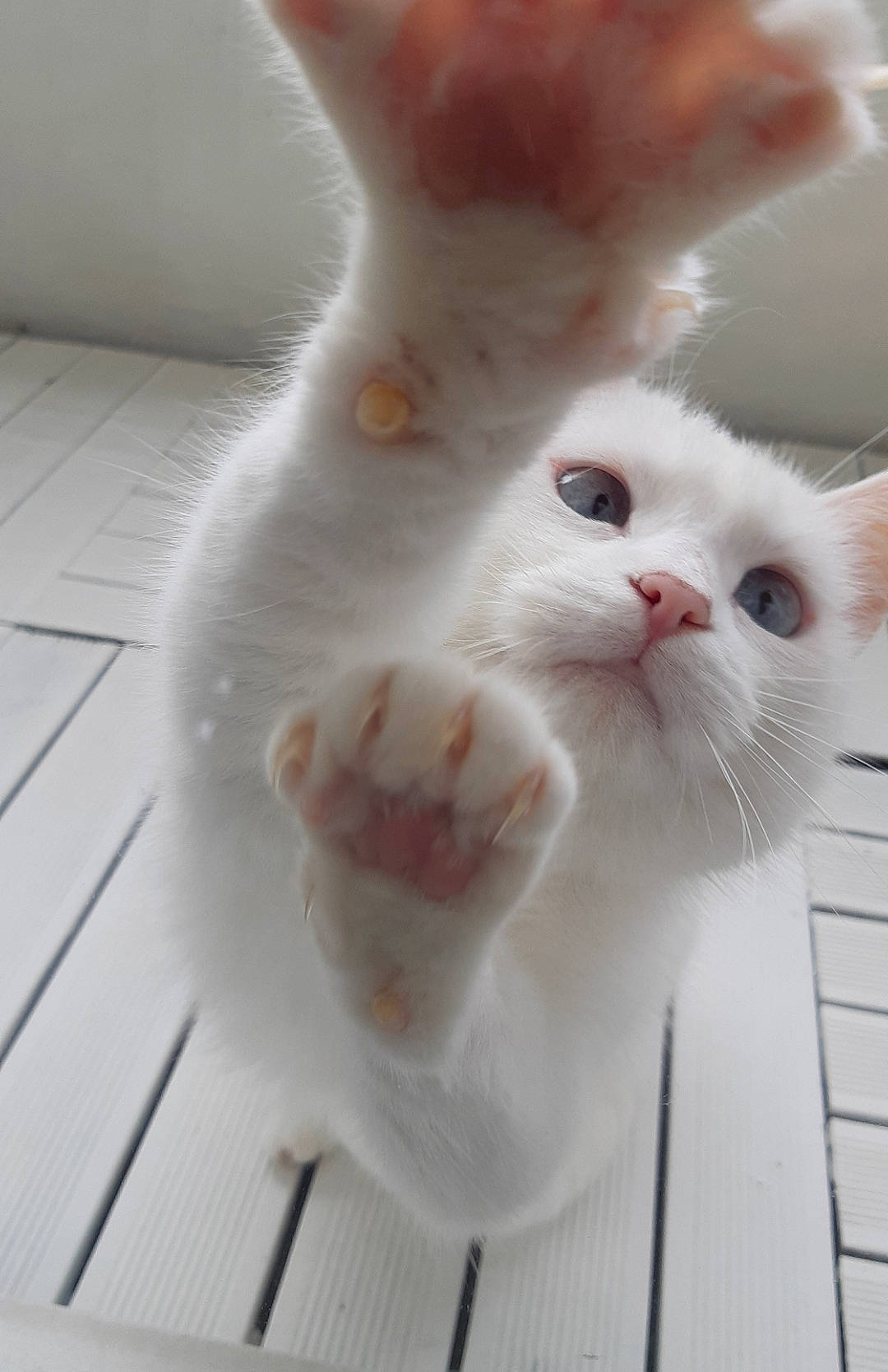 Flocon a rejoint le concours — aidez-le/la à gagner de superbes lots ! aegean_cat, carnivore, cat, colorpoint_shorthair, felidae, fur, japanese_bobtail, khao_manee, kitten, nose, paw, persian, polydactyl_cat, small_to_medium_sized_cats, snout, tail, turkish_angora, turkish_van, whiskers, white