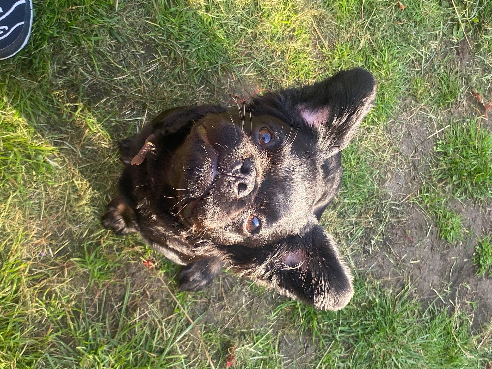 Lilo is registered to the contest to win money with this photo: canidae, carnivore, companion_dog, dog, dog_breed, fur, grass, grassland, herding_dog, hunting_dog, logo, paw, plant, soil, tail, terrestrial_animal, whiskers, working_animal, working_dog