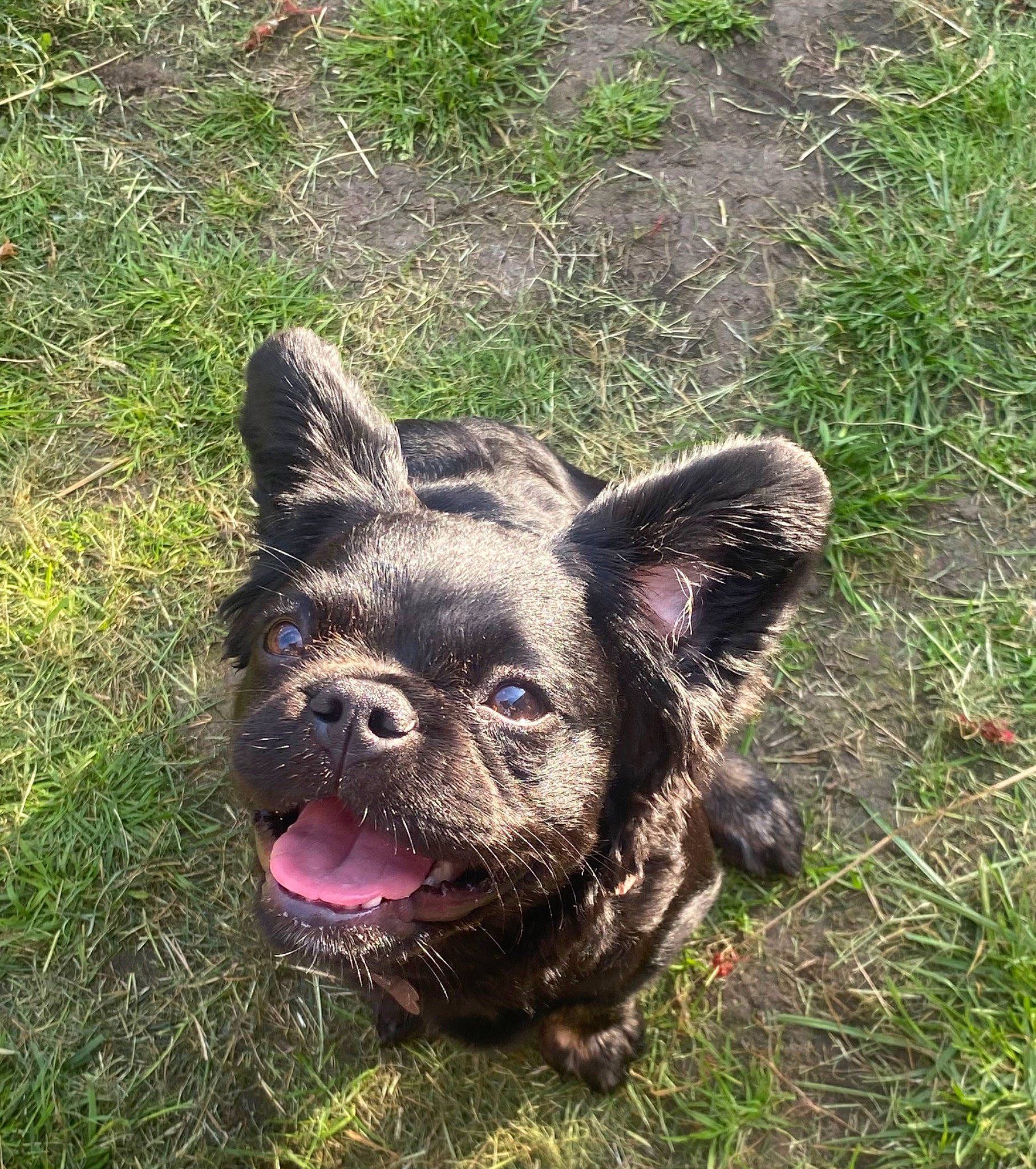 Lilo joined the competition — help win amazing prizes! canidae, carnivore, companion_dog, dog, dog_breed, eye, fawn, fur, grass, groundcover, liver, mexican_hairless_dog, non_sporting_group, snout, soil, sporting_group, terrestrial_animal, toy_dog, whiskers, working_animal