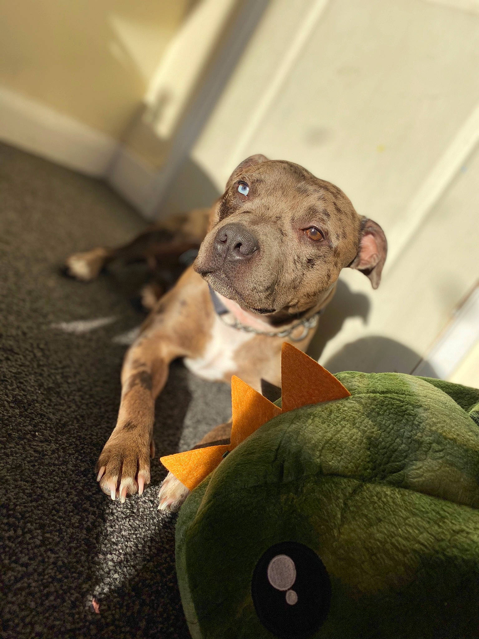 Blue is registered to the contest to win money with this photo: canidae, companion_dog, dog, dog_breed, ear, fawn, fur, mammal, paw, plush, snout, stuffed_toy, tail, terrestrial_animal, toy, toy_dog, vertebrate, whiskers, working_animal, wrinkle