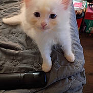 Luna joined the competition — help win amazing prizes! kitten, cat, white_cat, pet, animal, indoor, blanket, quilt, remote_control, curious, cute, furry, small, domestic_cat, feline, young_animal, soft_fur, close_up, home, floor
