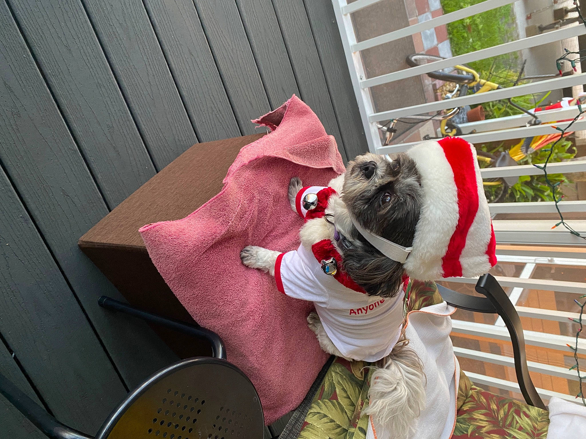 Bella G is registered to the contest to win money with this photo: carmine, carnivore, collar, comfort, companion_dog, dog, dog_breed, dog_supply, fawn, fedora, flowerpot, fur, hat, houseplant, linens, plant, sporting_group, sun_hat, wood, working_animal