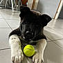 puppy, dog, tennis_ball, floor, tile, indoor, black_fur, white_fur, pet, animal, playful, curious, ears, paws, close_up, young_dog, house, room, furniture, background