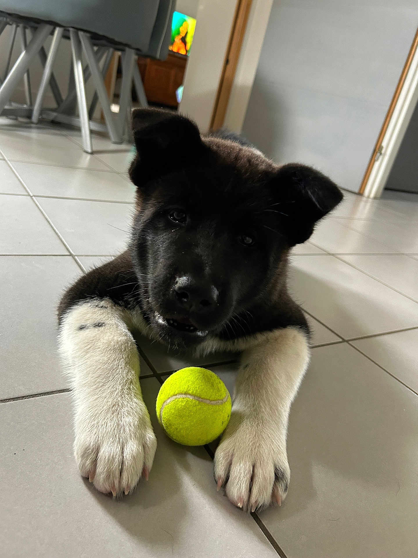 Amour a rejoint le concours — aidez-le/la à gagner de superbes lots ! puppy, dog, tennis_ball, floor, tile, indoor, black_fur, white_fur, pet, animal, playful, curious, ears, paws, close_up, young_dog, house, room, furniture, background