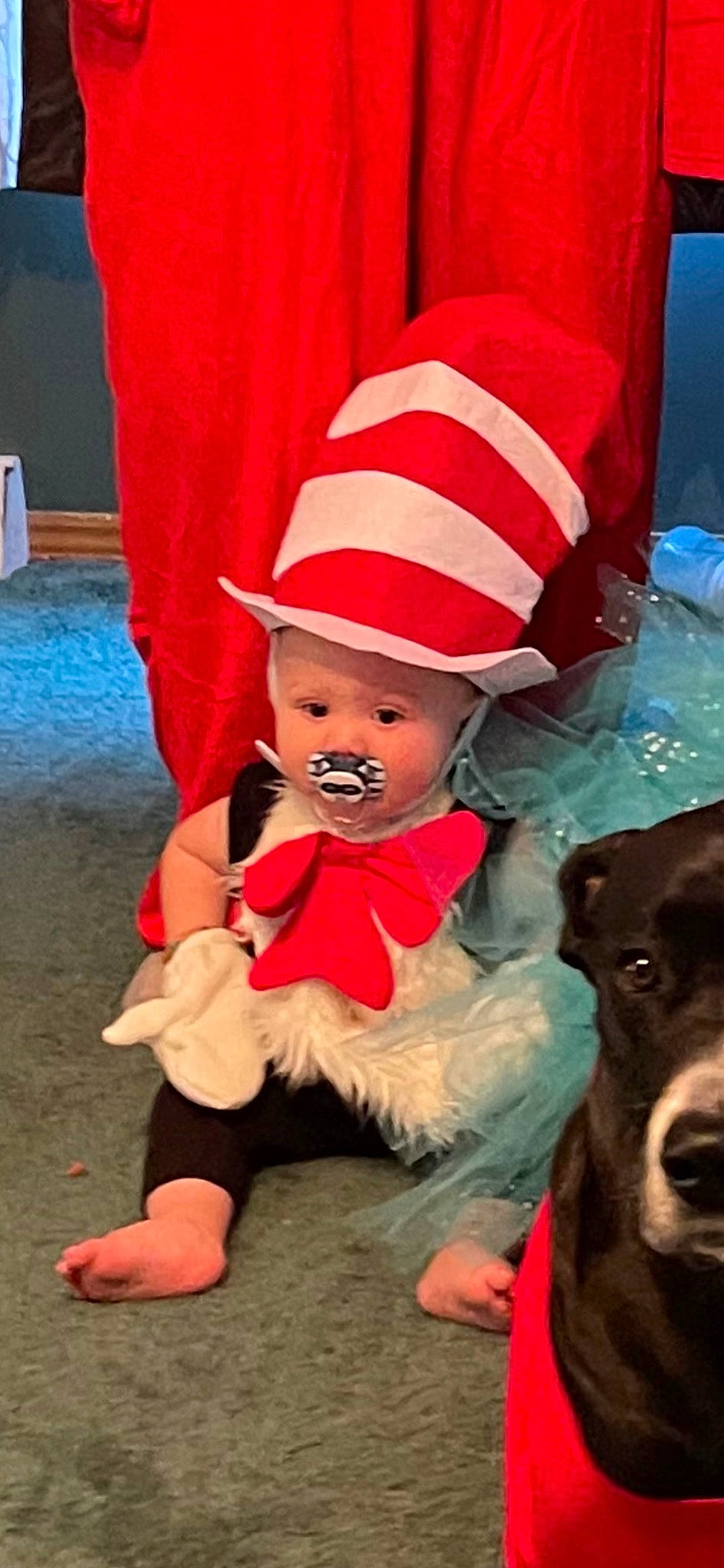 Marcellus is registered to the contest to win money with this photo: baby, baby_toddler_clothing, carnivore, companion_dog, costume_hat, dog, dog_breed, event, fictional_character, fun, happy, hat, headgear, headwear, holiday, party_hat, person, pink, red, santa_claus
