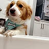 Sadie Mae joined the competition — help win amazing prizes! dog, puppy, spaniel, cavalier_king_charles, pet, animal, portrait, face, eyes, ears, fur, brown_and_white, bandana, bone_pattern, bathtub, bathroom, indoor, home, cabinet, cute