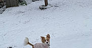 Sadie Mae is registered to the contest to win money with this photo: dog, snow, winter, outdoor, snowy_yard, pink_sweater, small_dog, running, playing, cute, fluffy_tail, pointed_ears, pet, animal, backyard, trees, bare_branches, house, string_lights, snowfall