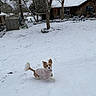 dog, snow, winter, outdoor, snowy_yard, pink_sweater, small_dog, running, playing, cute, fluffy_tail, pointed_ears, pet, animal, backyard, trees, bare_branches, house, string_lights, snowfall