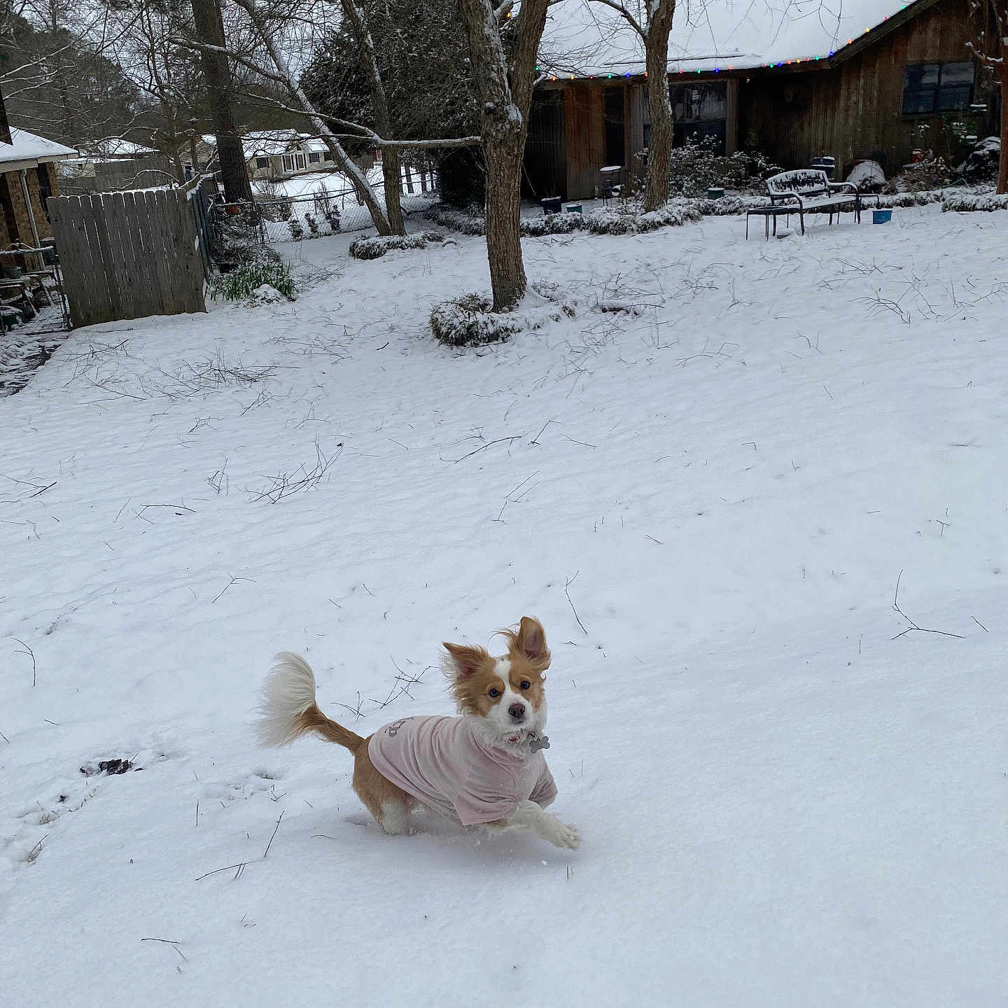 Sadie Mae