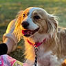 Sadie Mae joined the competition — help win amazing prizes! dog, golden_retriever, pet, canine, portrait, close_up, tongue, happy, smiling, outdoor, grass, sunset, warm_lighting, fur, white_fur, golden_fur, pink_collar, leash, blanket, human_arm