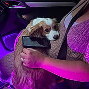 Sadie Mae is registered to the contest to win money with this photo: dog, puppy, spaniel, pet, animal, car, vehicle, passenger, driver, person, smartphone, phone, seatbelt, interior, purple_lighting, night, portrait, long_hair, brown_and_white, cuddling