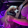 dog, puppy, spaniel, pet, animal, car, vehicle, passenger, driver, person, smartphone, phone, seatbelt, interior, purple_lighting, night, portrait, long_hair, brown_and_white, cuddling