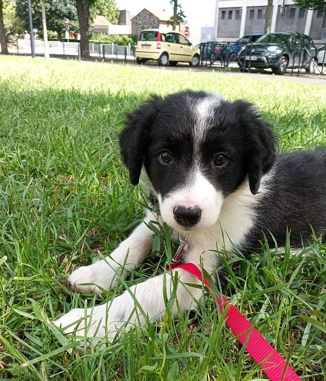 Max