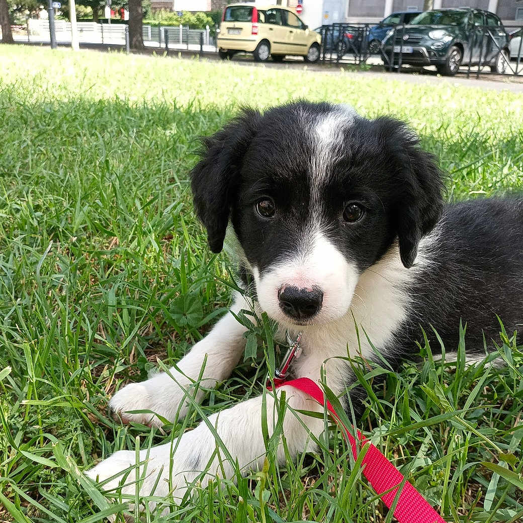 Max
