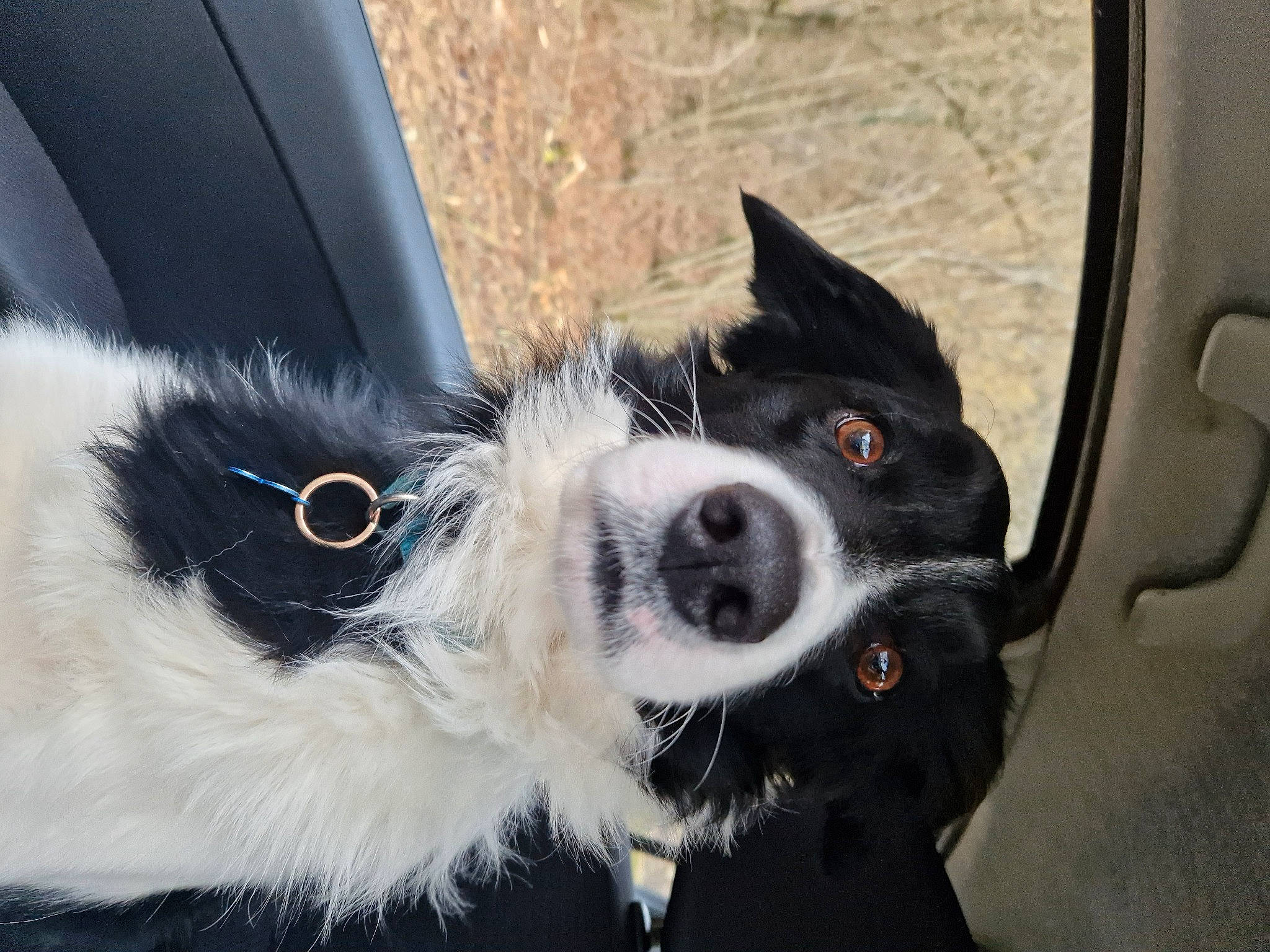 Max a rejoint le concours — aidez-le/la à gagner de superbes lots ! canidae, carnivore, collar, companion_dog, dog, dog_breed, dog_collar, foot, fur, rim, snout, sporting_group, vehicle, vehicle_door, whiskers, window, working_animal, working_dog