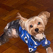 Biggie joined the competition — help win amazing prizes! animal, blue_sweater, clothing, companion, cozy, curious, cute, dog, domestic_animal, ears, floor, friendly, fur, indoor, looking_up, lying_down, pet, small_dog, wooden_floor, yorkshire_terrier