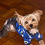 animal, blue_sweater, clothing, companion, cozy, curious, cute, dog, domestic_animal, ears, floor, friendly, fur, indoor, looking_up, lying_down, pet, small_dog, wooden_floor, yorkshire_terrier
